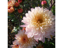 ���������� ��������� �������.jpg