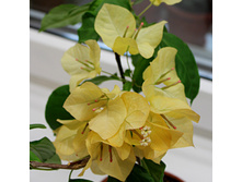 Golden Tango - 300 ���.