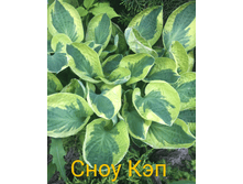 2020-06-09 08-47-38 1591770393087.PNG