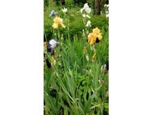 IMG 20210609 120922.jpg