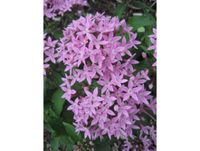 ������ - 200 ���.