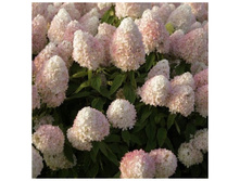 ��������� ����������� ������������ ������.jpg