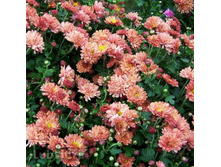 ���������� ����������� �������.jpg