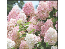 ��������� ����������� Diamantino ���������� .jpg