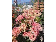 ����������� viber 2021-06-02 13-10-28.jpg