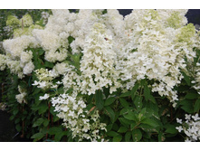 ��������� ����������� Confetti ��������.jpg