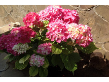 ��������� ������������� ������ �����.jpg