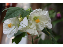 ���������� (3).JPG