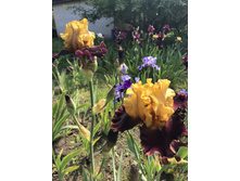 Bold Encounter 250 ���