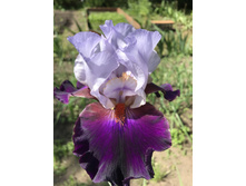 TEAMWORK 250 ���