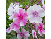 ����� ����������� �����������.jpg