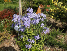 ����� ������������� ��������