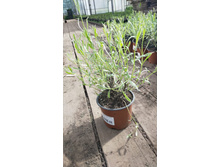 ����������� viber 2021-06-03 10-07-31.jpg