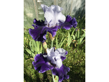 World Premier 300 ���