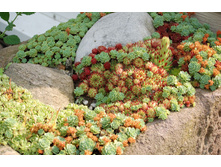 ������ �����.jpeg