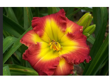 �������� ������ ����.jpg