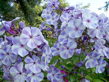 ����� ����������� �����.jpg