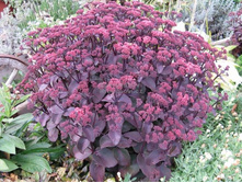 ������ ������ XENOX.jpg