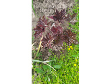 IMG 20210616 145121.jpg