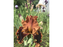 ��������� 350 ���