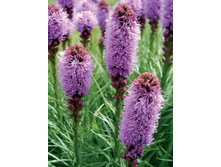 ������� ����������.jpg