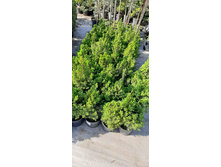 ����������� viber 2021-06-02 13-13-00.jpg