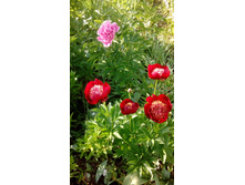 IMG 20210609 164053.jpg