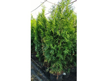 ����������� viber 2021-06-02 13-17-55.jpg