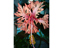 Schizopetalus