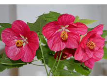 Lipstik.JPG - 300 ���.