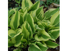 ����� Antioch.jpg