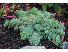 ������ ������.jpg