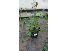 ���� �������������