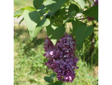 ������ ������ ����.jpg