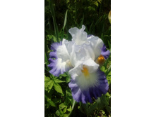 IMG 20210607 131112.jpg