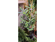 ����� ��������� (Abies koreana Silberlocke C5 40-60)