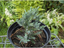 ������������ ��� ����