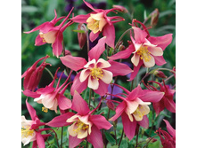 ��������� ��������� ������� ������.jpg