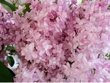 ������ ������ �����������.jpg