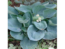 ����� Abiqua Drinking Gourd.jpg