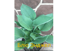 2020-06-09 07-04-12 1591770415842.PNG