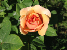 �����  �\ �