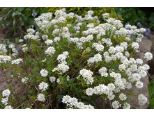 ������ ������������.jpg