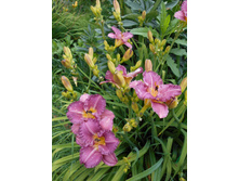 �������� �����������.jpg