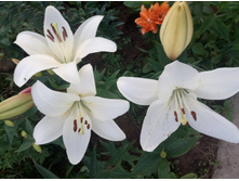 ����� ���� �� �����