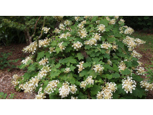 ��������� ����������� ����� �����.jpg