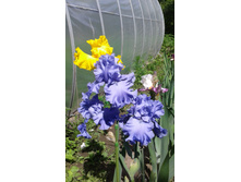 ABIQUA FALLS 300���