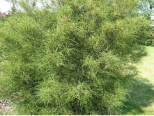 ������� ����������� ������������.jpg