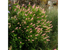 ������ ������������ ���� �����.jpg