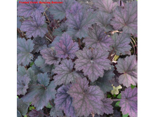 ������� ��������� Frosted Violet ������� �������.jpg